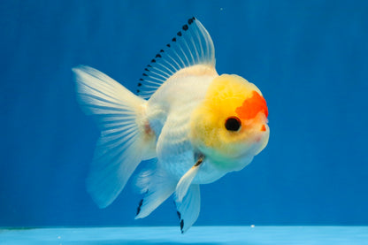 [SINGLE] Red White Oranda Male 4-4.5 inches #041026SO_10