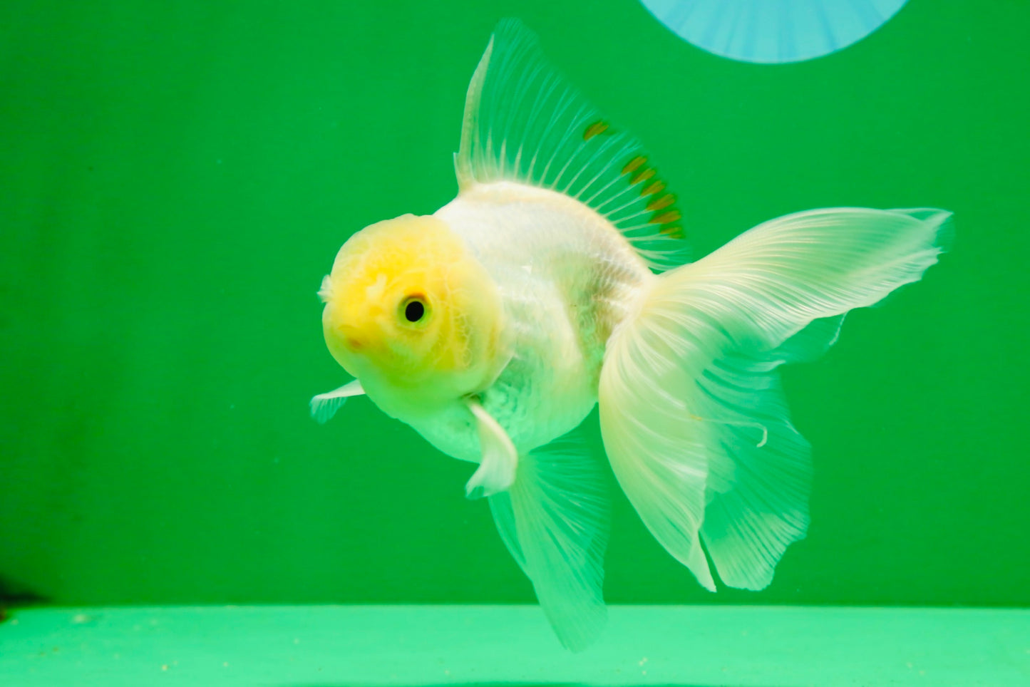 [COUPLE] White Male & Apache Female Oranda 4-4.5 inches #101025CO_04