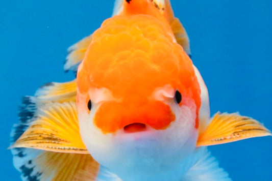 [SINGLE] Red White Oranda Male 4.5 inches #031326SO_07