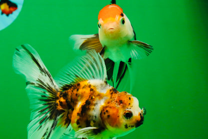 [COUPLE] Tricolor Male & Calico Female Oranda 4-4.5 inches #101025CO_07