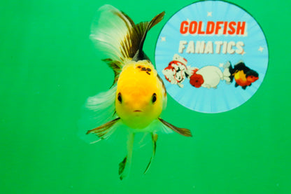 [SINGLE] Tricolor Male 4-4.5 inches #103125SO_03