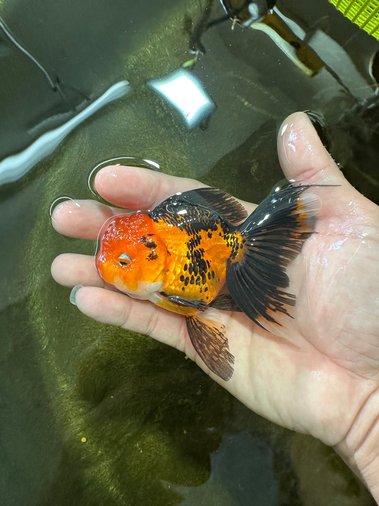 [SINGLE] Apache Oranda Female 4 inches #081525SO_09