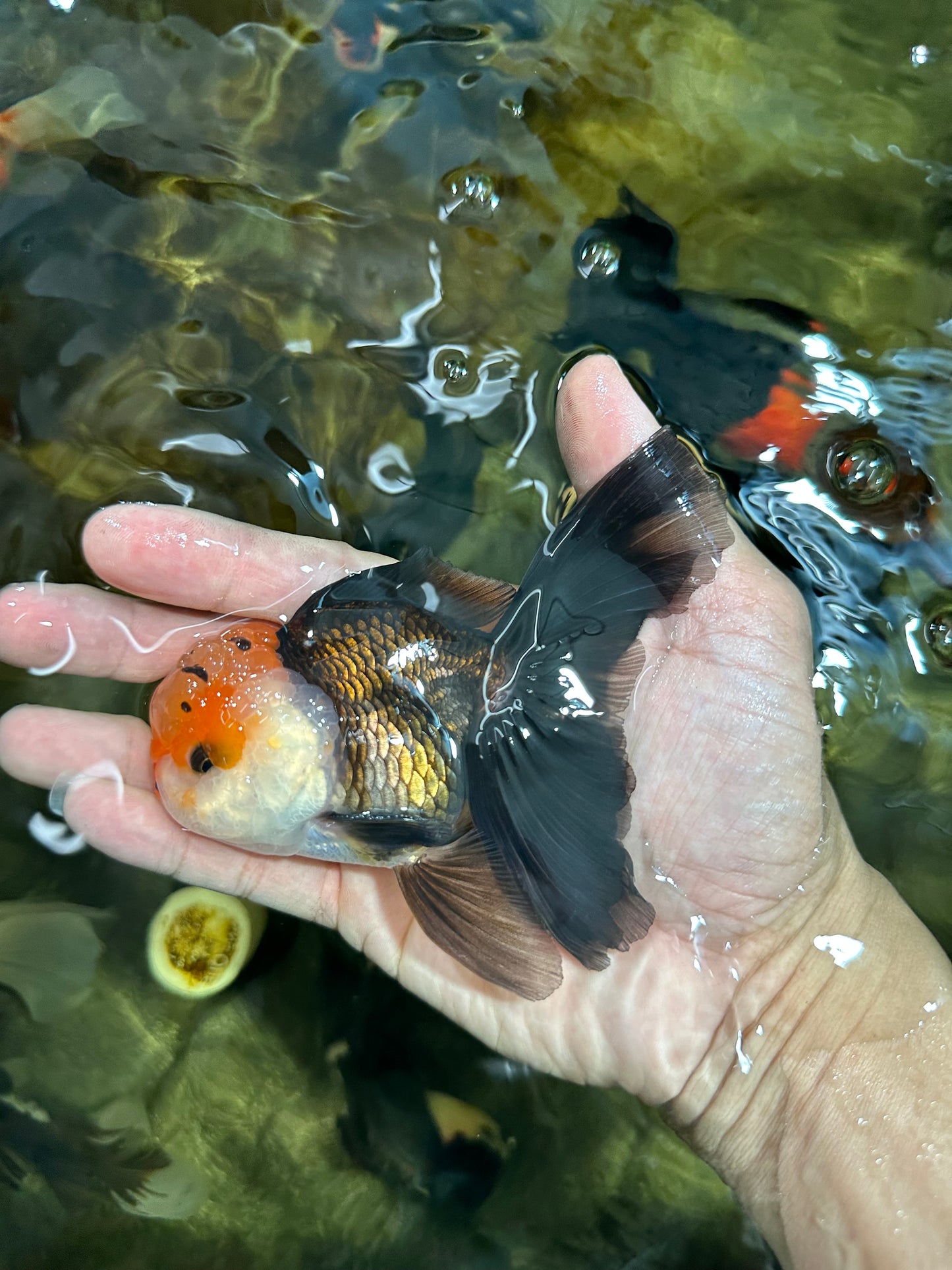 [SINGLE] Tricolor Male Oranda 4.5 inches #101025SO_09