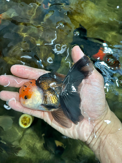 [SINGLE] Tricolor Male Oranda 4.5 inches #101025SO_09