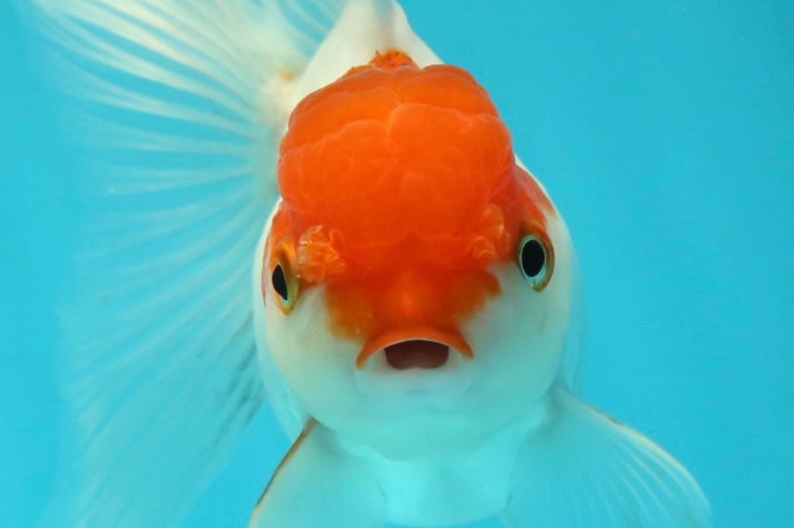 [SINGLE] Red Cap Oranda Female 4 inches #112924SO_19