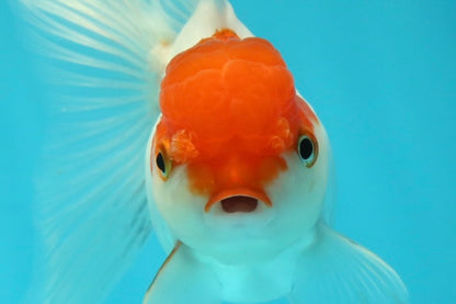 [SINGLE] Red Cap Oranda Female 4 inches #112924SO_19