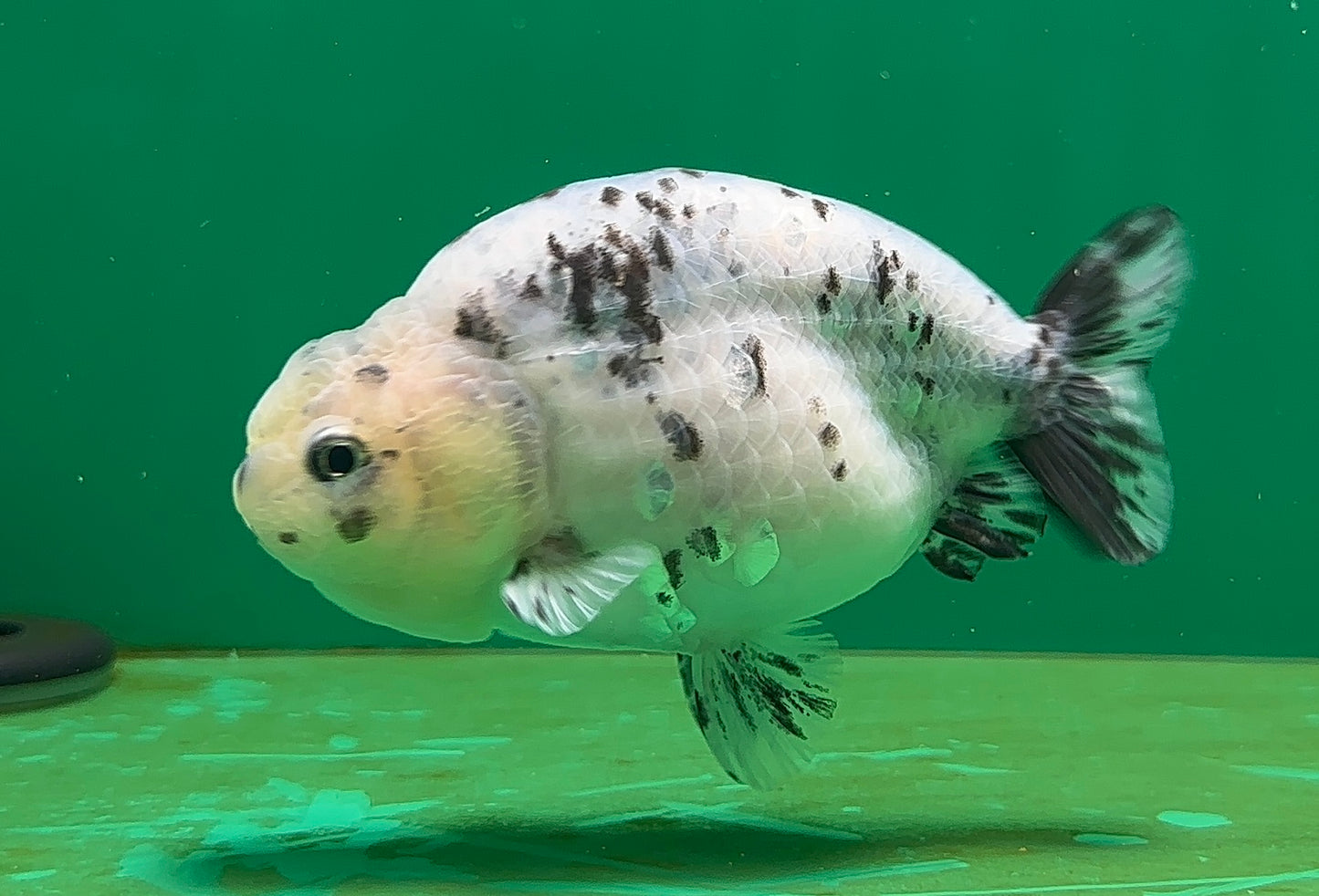 [SINGLE] Pepper Lionchu Female 4.5 inches #062725SL_03
