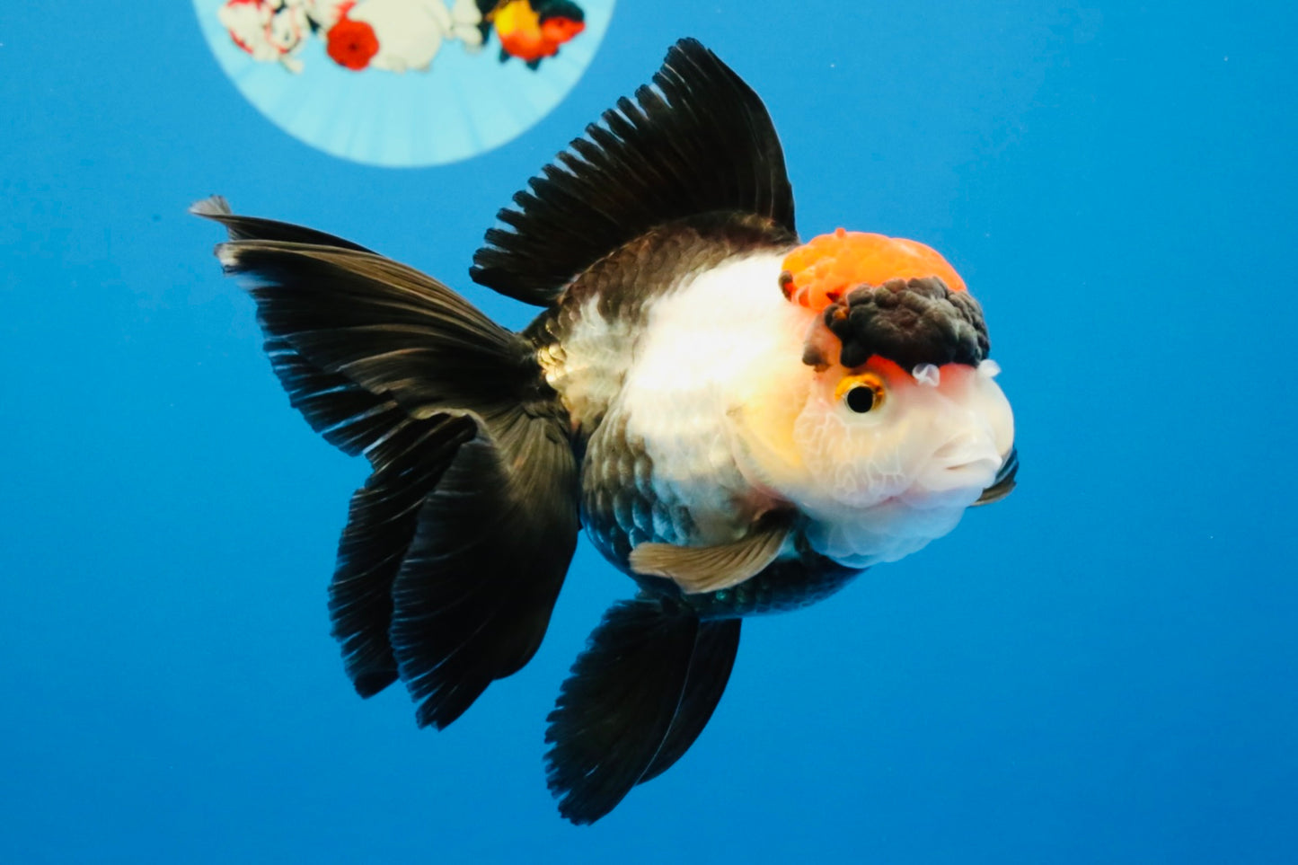 [SINGLE] Tricolor Oranda Female 4-4.5 inches #031326SO_01