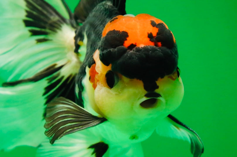 [SINGLE] Tricolor Oranda Male 4.5-5 inches #082225SO_09