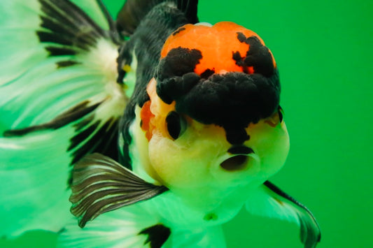 [SINGLE] Tricolor Oranda Male 4.5-5 inches #082225SO_09