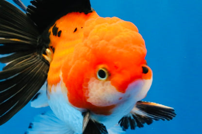[SINGLE] Tricolor Oranda Male 4-4.5 inches #022726SO_04