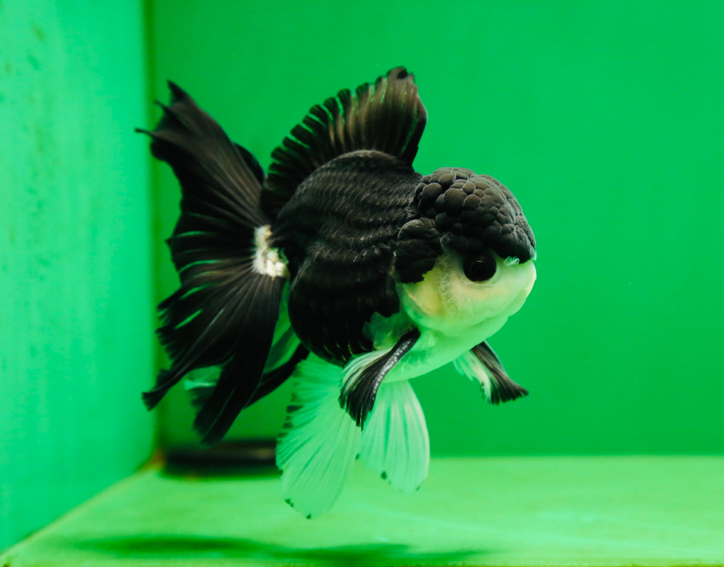 [SINGLE] Panda Button Eyes Oranda Male 4.5-5 inches #080125SO_14