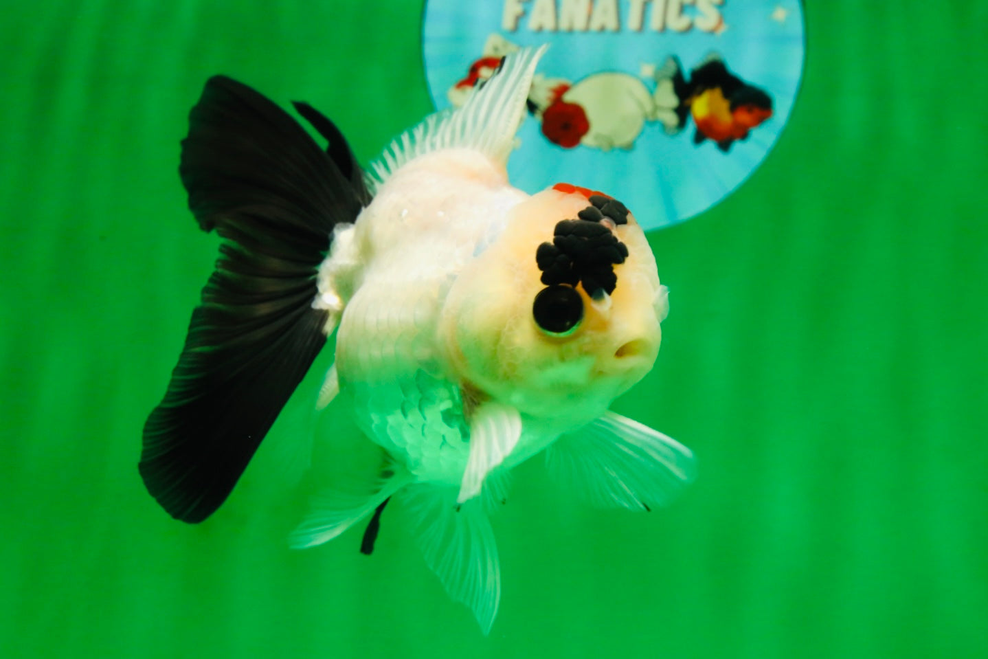 [SINGLE] Tricolor Oranda Male 4-4.5 inches #091925SO_09