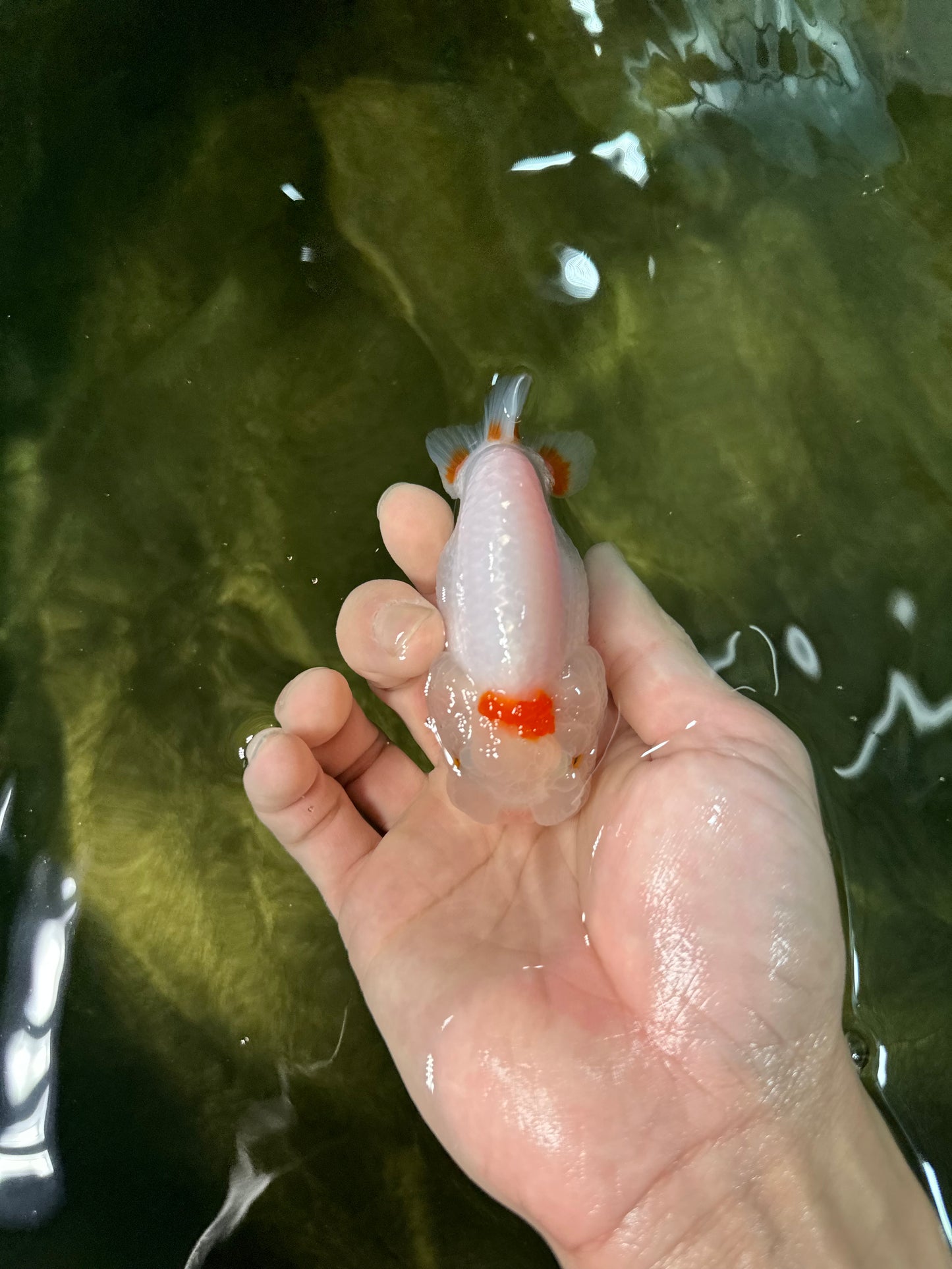 [COUPLE] Red White Male & Orange Female 3-3.5 inches #050225CL_12