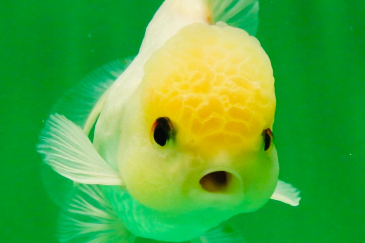 [SINGLE] White Oranda Male 5 inches #121925SO_01