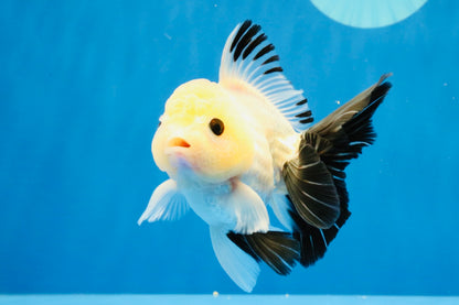 [SINGLE] Panda Button Eyes Oranda Male 4.5 inches #032026SO_10
