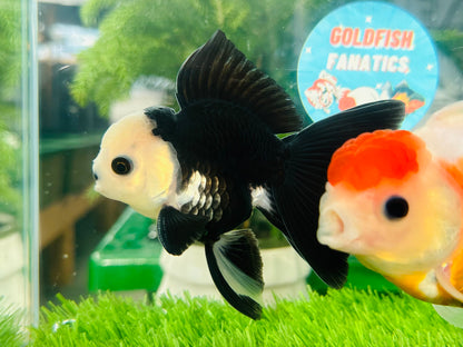 [COUPLE] Panda Button Eyes & Sakura Oranda size 4-4.5 inches #111524CO_06