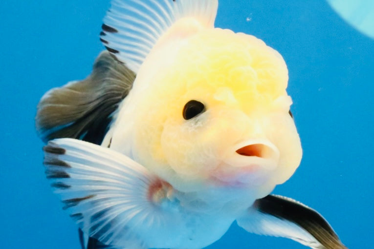 [SINGLE] Panda Button Eyes Oranda Male 4.5 inches #032026SO_08