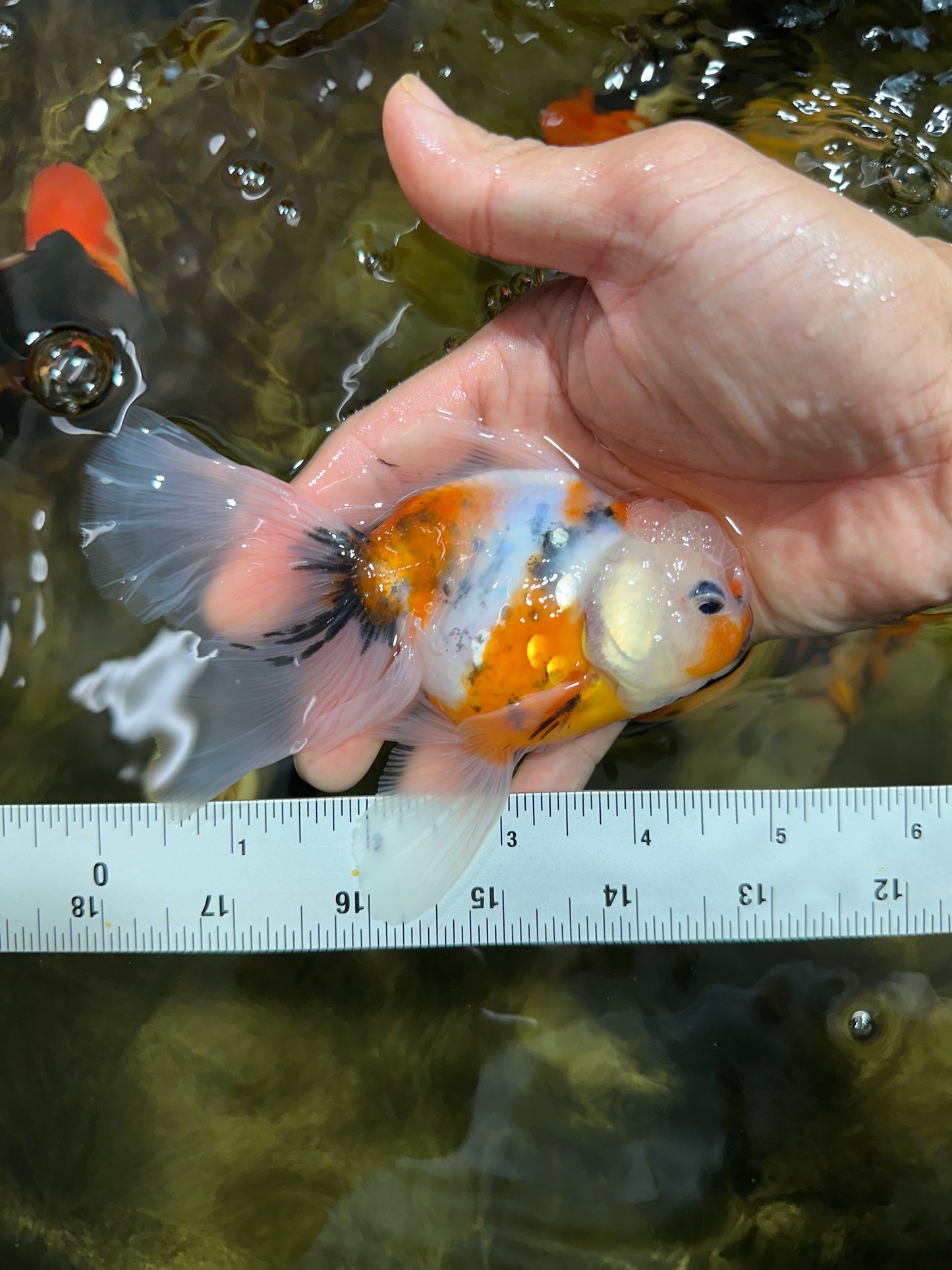 [SINGLE] Calico Oranda Male 4.5-5 inches #091925SO_08