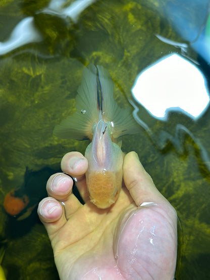 [SINGLE] White Oranda Male 4-4.5  inches #112924SO_13