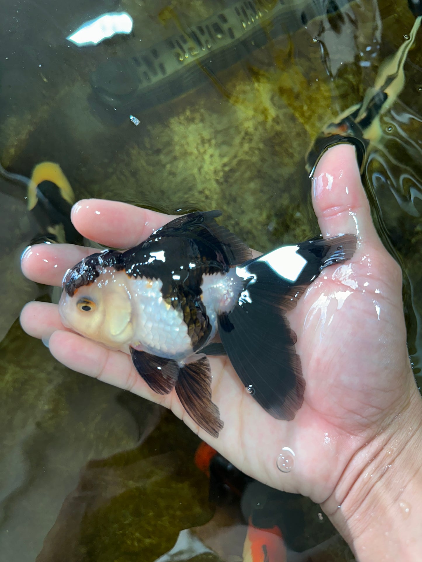 [SINGLE] Panda Oranda Female 4.5 inches #080825SO_05