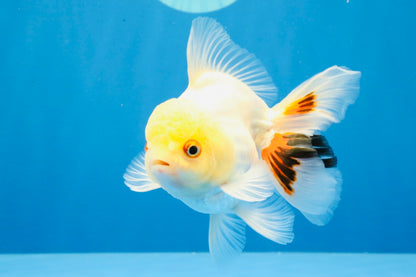 [SINGLE] Tricolor Oranda Male 4.5 inches #031326SO_09
