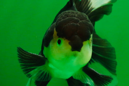 [SINGLE] Panda Male Oranda 4.5-5 inches #080125SO_07