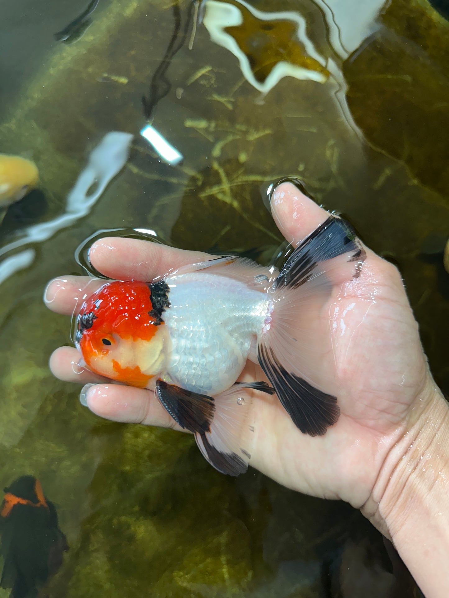 [SINGLE] Tricolor Oranda Male 4.5-5 inches #081525SO_02
