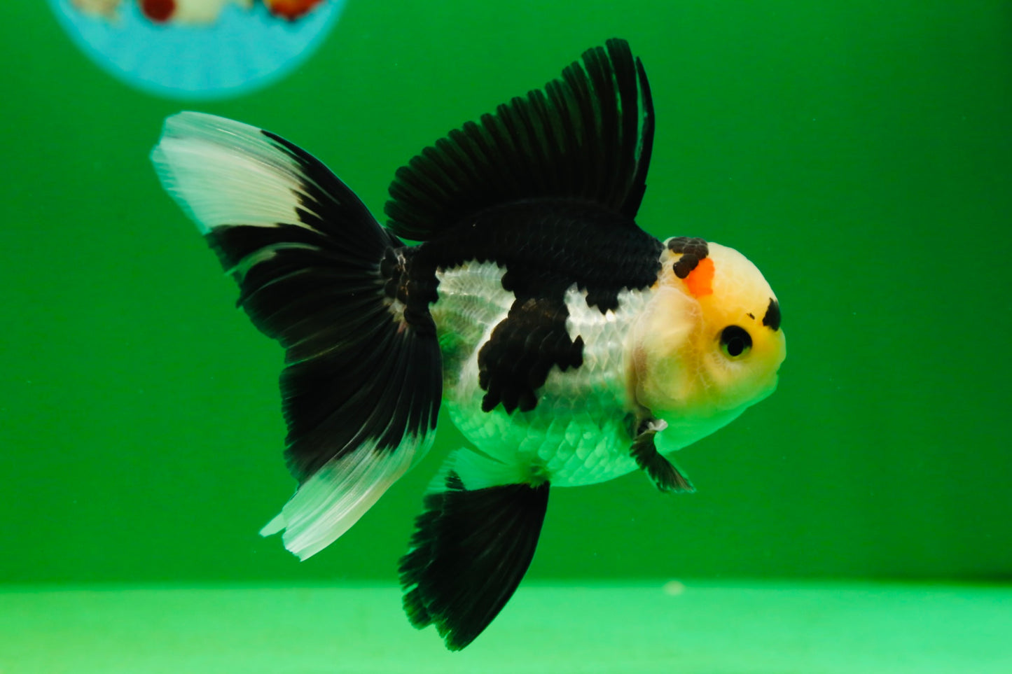 [SINGLE] Panda Male Oranda 4.5 inches #080125SO_09