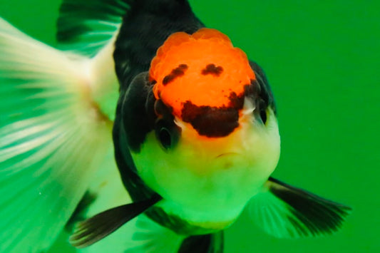 [SINGLE] Tricolor Female Oranda 4 inches #080125SO_03