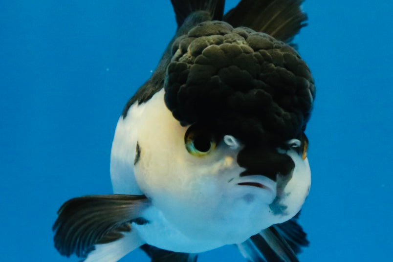 [SINGLE] Panda Oranda Female 4 inches #040326SO_02