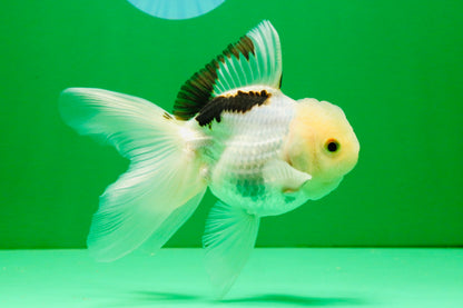 [SINGLE] Tricolor Oranda Male 4.5 inches #112125SO_02
