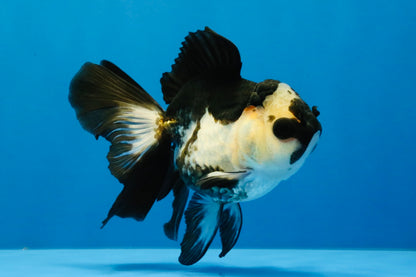 [SINGLE] Panda Oranda Female 4-4.5 inches #041026SO_03