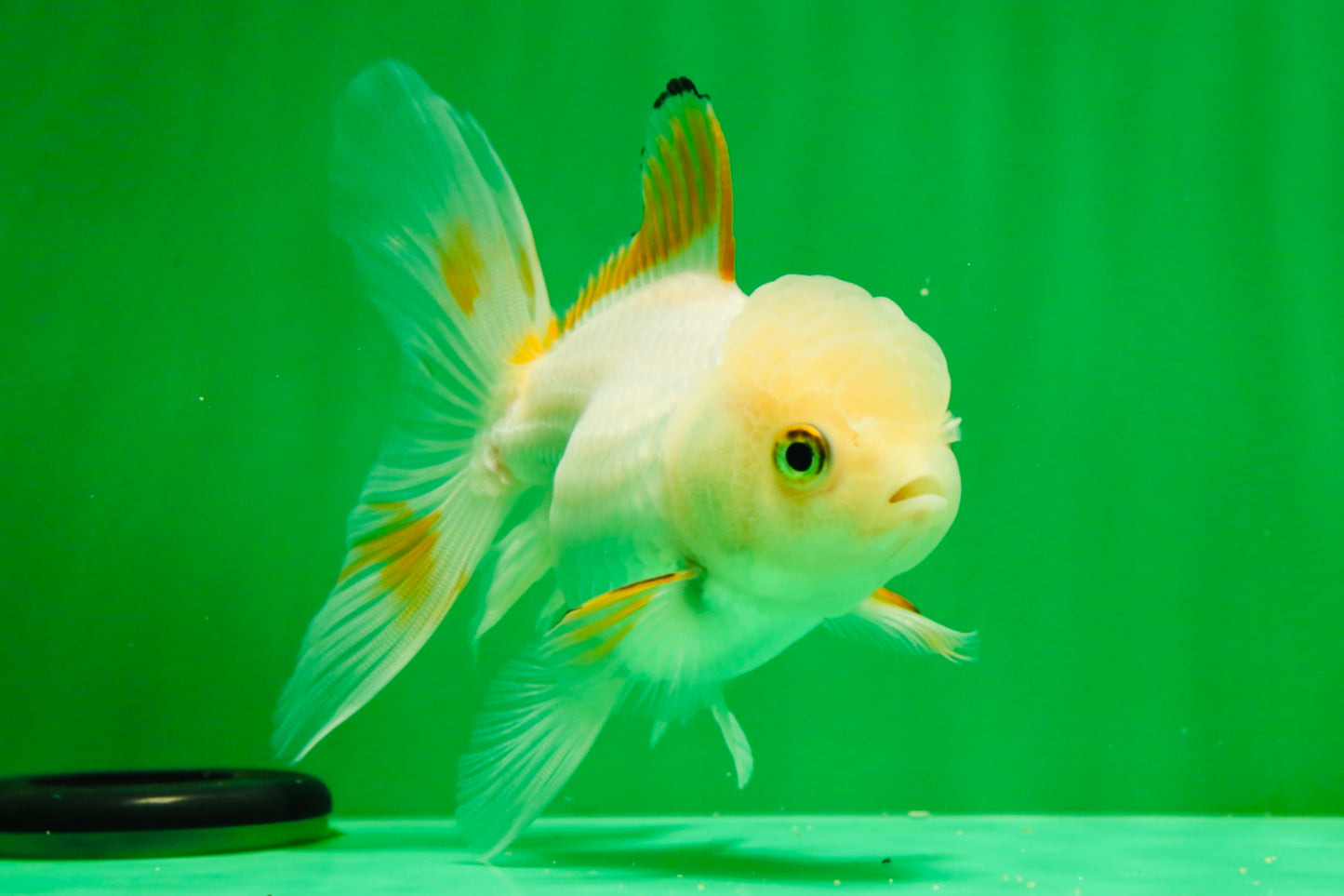 [SINGLE] Orange White Beauty Oranda Female 4.5 inches #041125_07