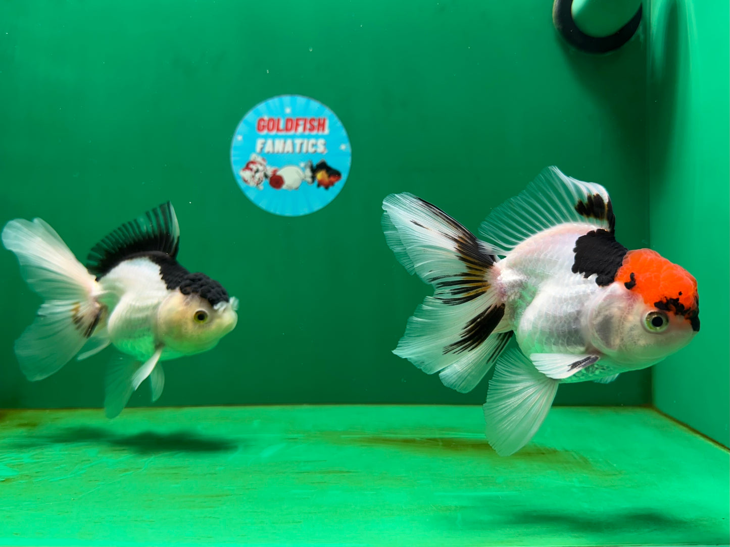 [COUPLE] Tricolor Male & Panda Female Oranda 4.5-5 inches #052325CO_09