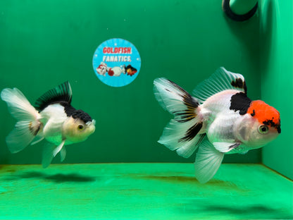 [COUPLE] Tricolor Male & Panda Female Oranda 4.5-5 inches #052325CO_09
