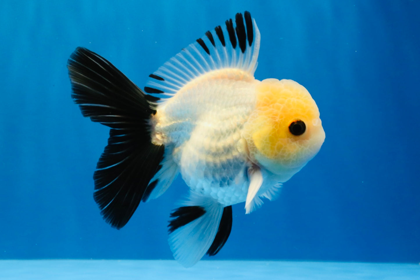 [SINGLE] Panda Button Eyes Oranda Male 4.5 inches #032026SO_10