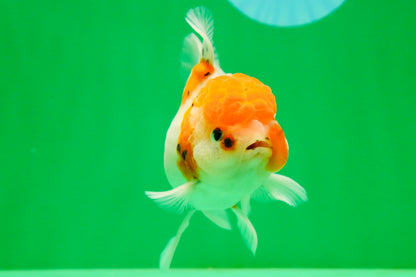 [SINGLE] Sakura Oranda Female 4.5-5 inches #041825SO_07