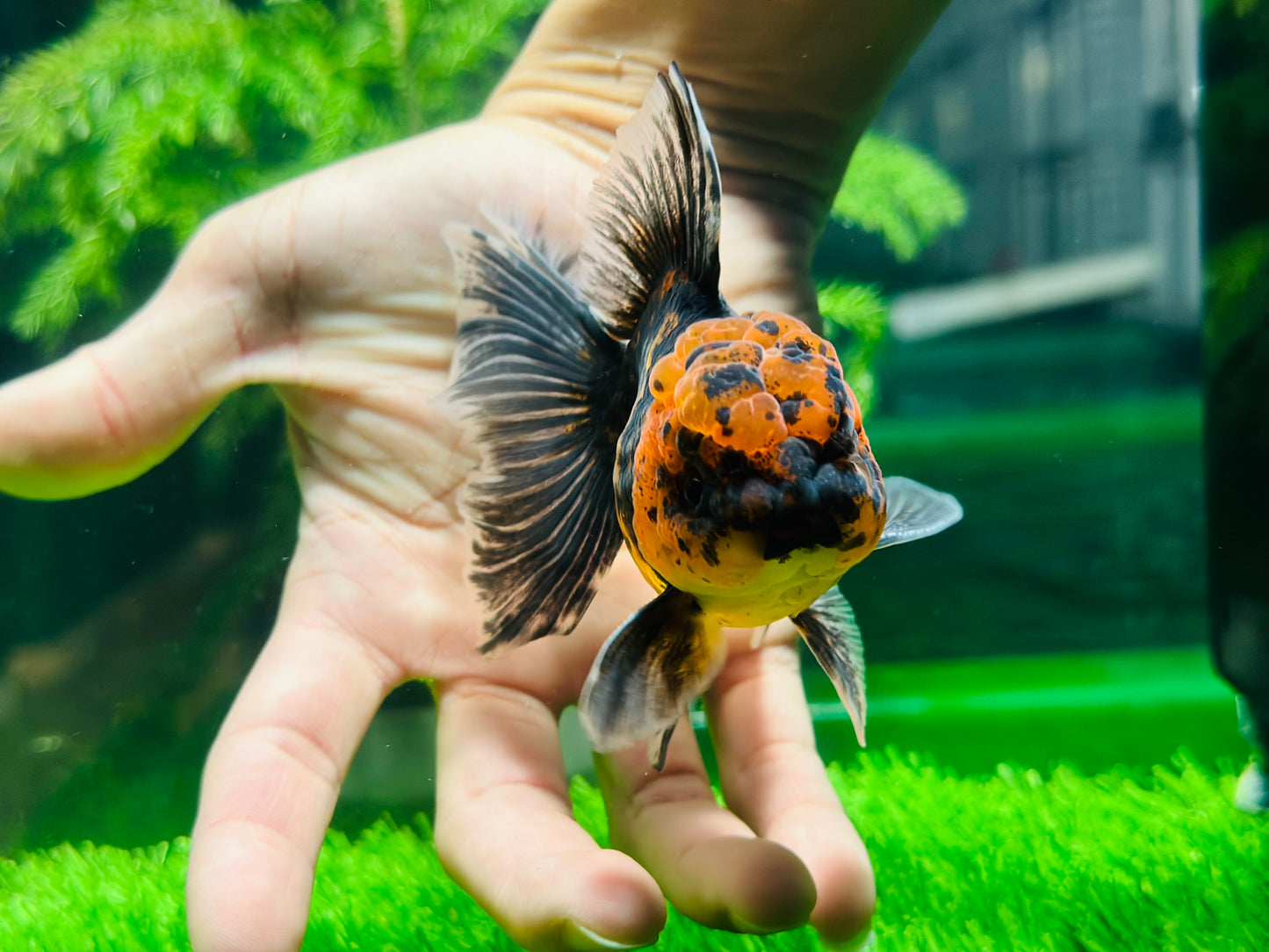 [SINGLE] Tiger Oranda Male size 4.2 inches #112224SO_04