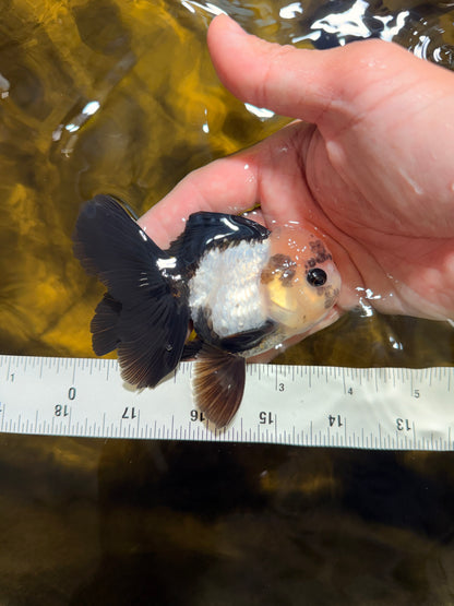 [SINGLE] Panda Button Eyes Oranda Male 4 inches #030626SO_06