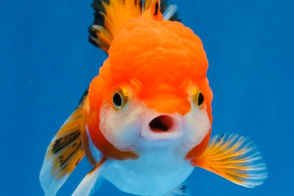 [SINGLE] Orange White Deform Single Bottom Fin Oranda Female 4-4.5 inches #030626SO_08