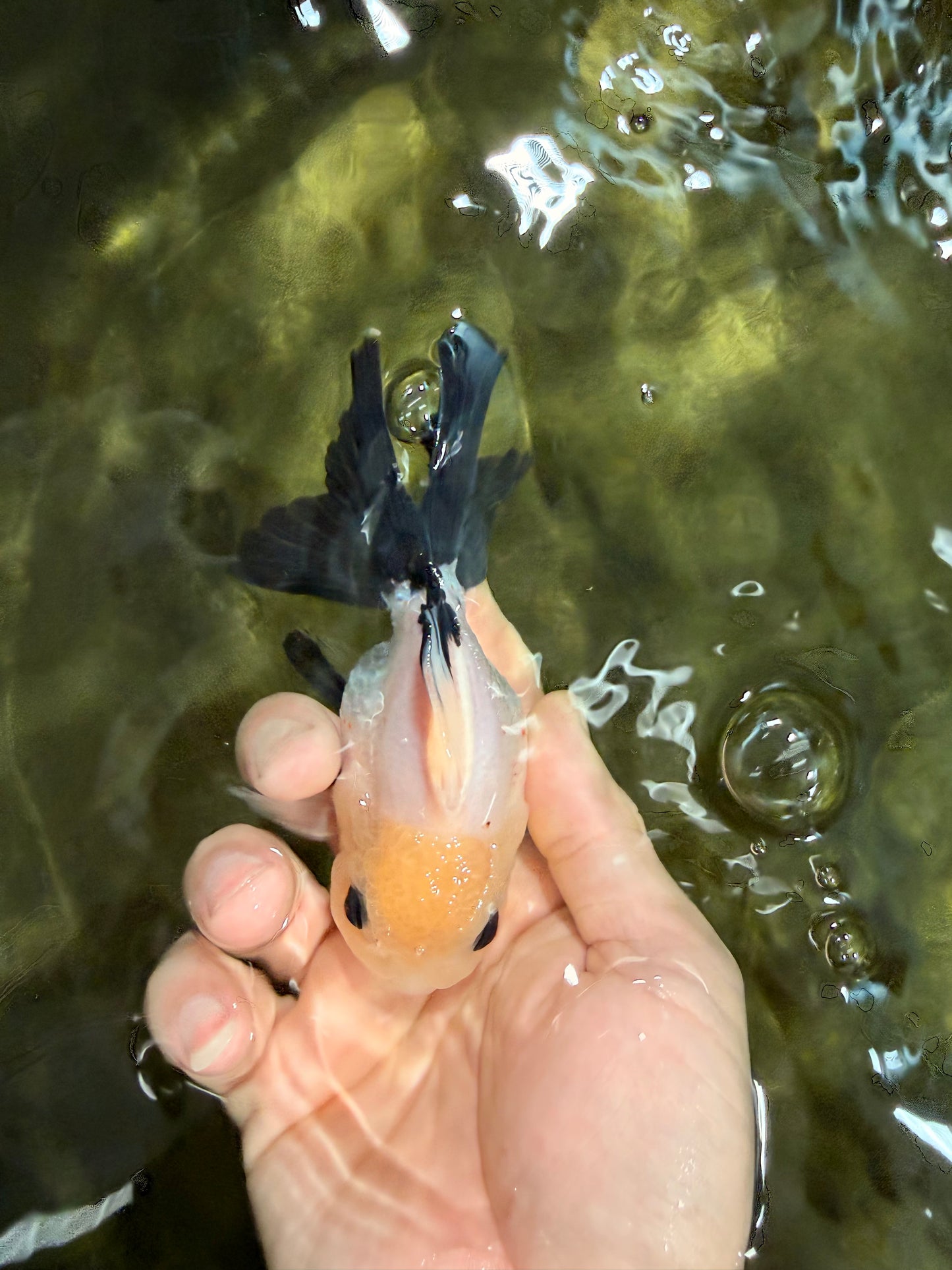 [SINGLE] Panda Button Eyes Oranda Male 4.5 inches #031326SO_10