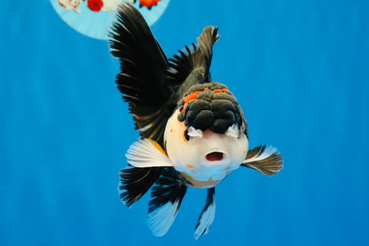 [SINGLE] Tricolor Oranda Male 4.5 inches #022726SO_01
