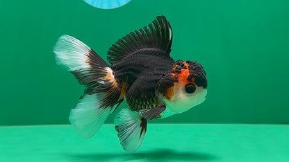 [SINGLE] Tricolor Oranda Male 4.5 inches #062025SO_05