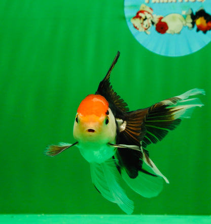 [COUPLE] Tricolor Male & Calico Female Oranda 4-4.5 inches #101025CO_07