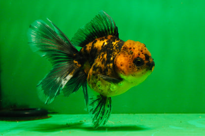 [SINGLE] Tiger Female 4.5 inches #101725SO_02