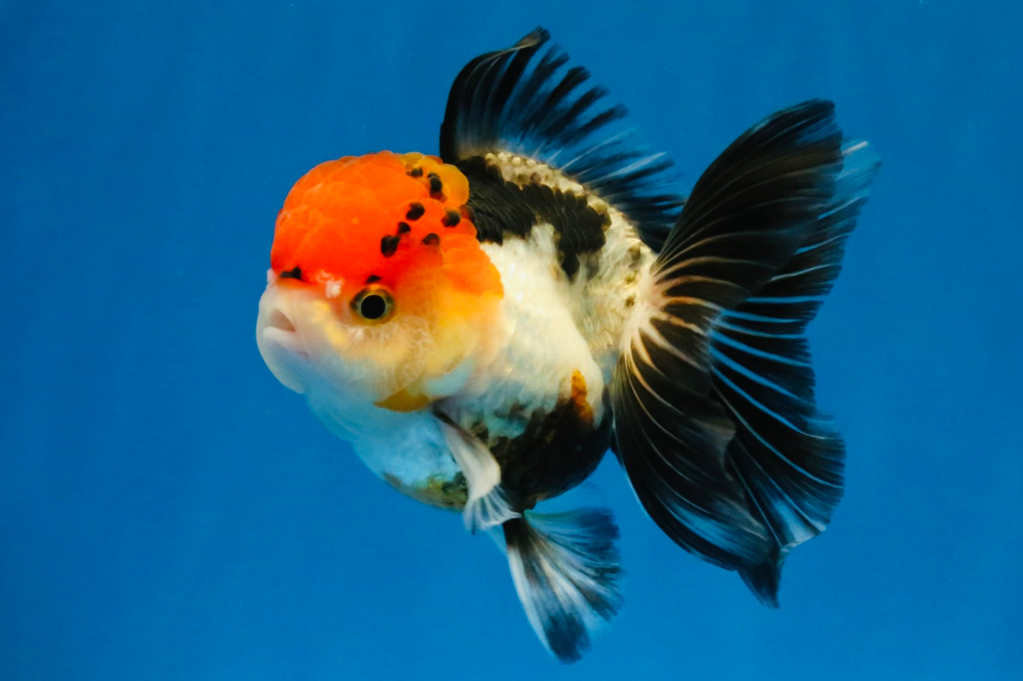[SINGLE] Tricolor Oranda Female 4-4.5 inches #041026SO_01