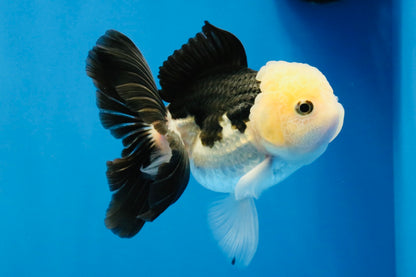 [SINGLE] Panda Oranda Female 4.5 inches #031326SO_02
