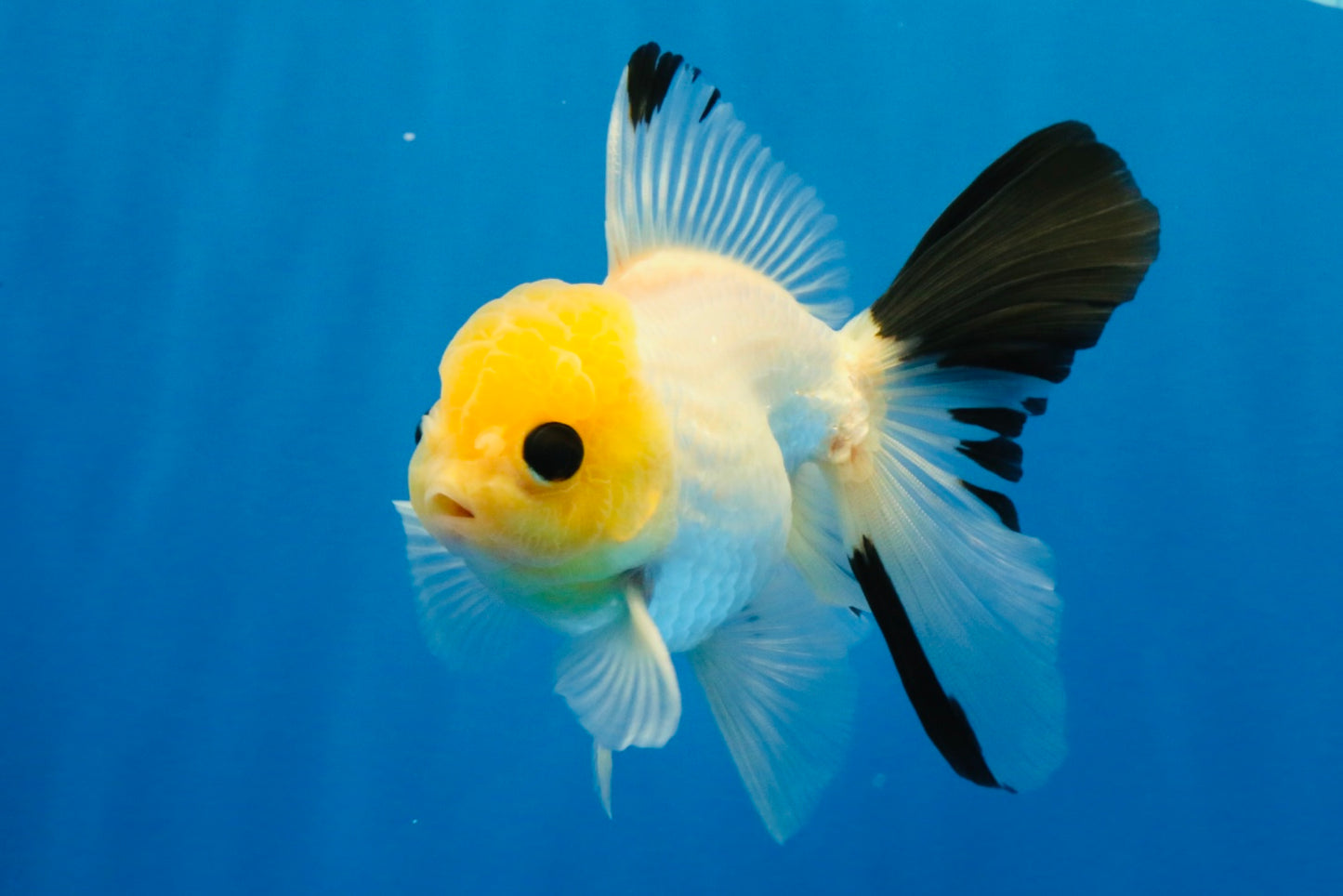 [SINGLE] Lemonhead Bottom Eyes Oranda Male 4.5 inches #022726SO_05