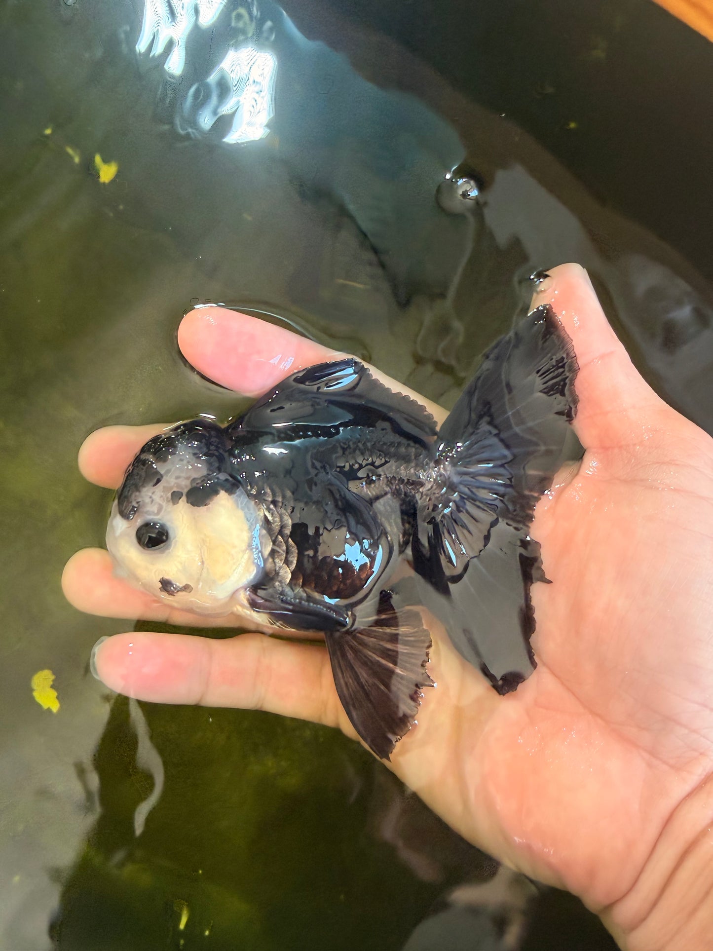 [SINGLE] Panda Button Eyes Oranda Male 4.5 inches #041026SO_09
